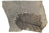 Fossil Leaf (Fagus sp) - McAbee Fossil Beds, BC #221189-1